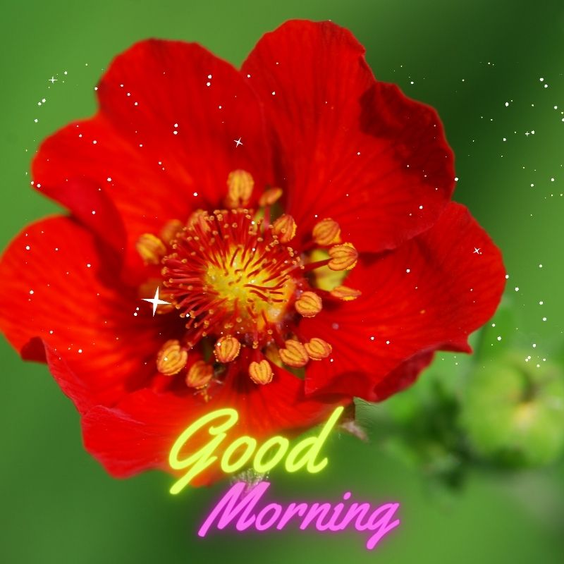 beautiful red flower good morning images