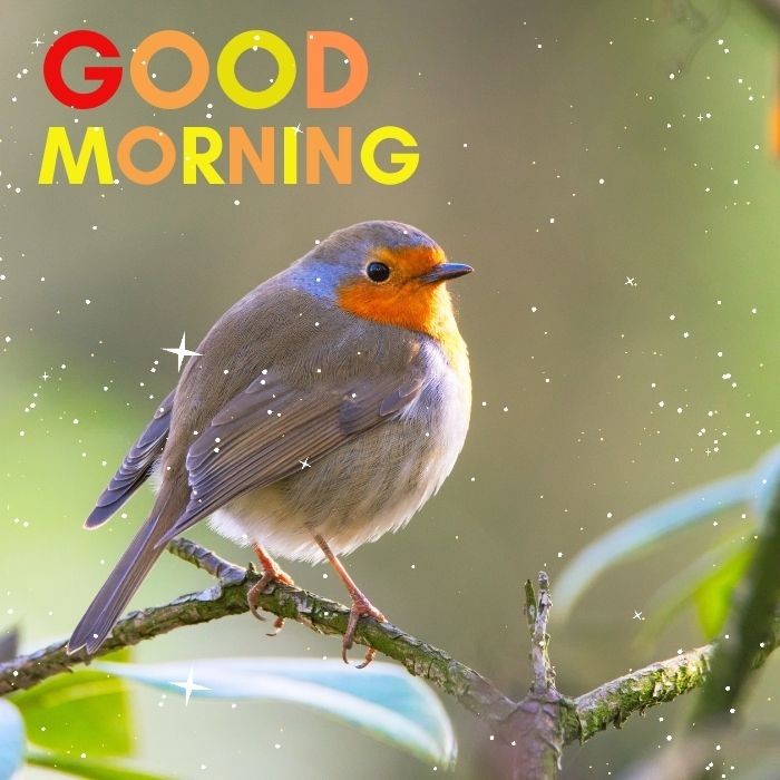 A beautiful gray orange bird perched on twig good morning images